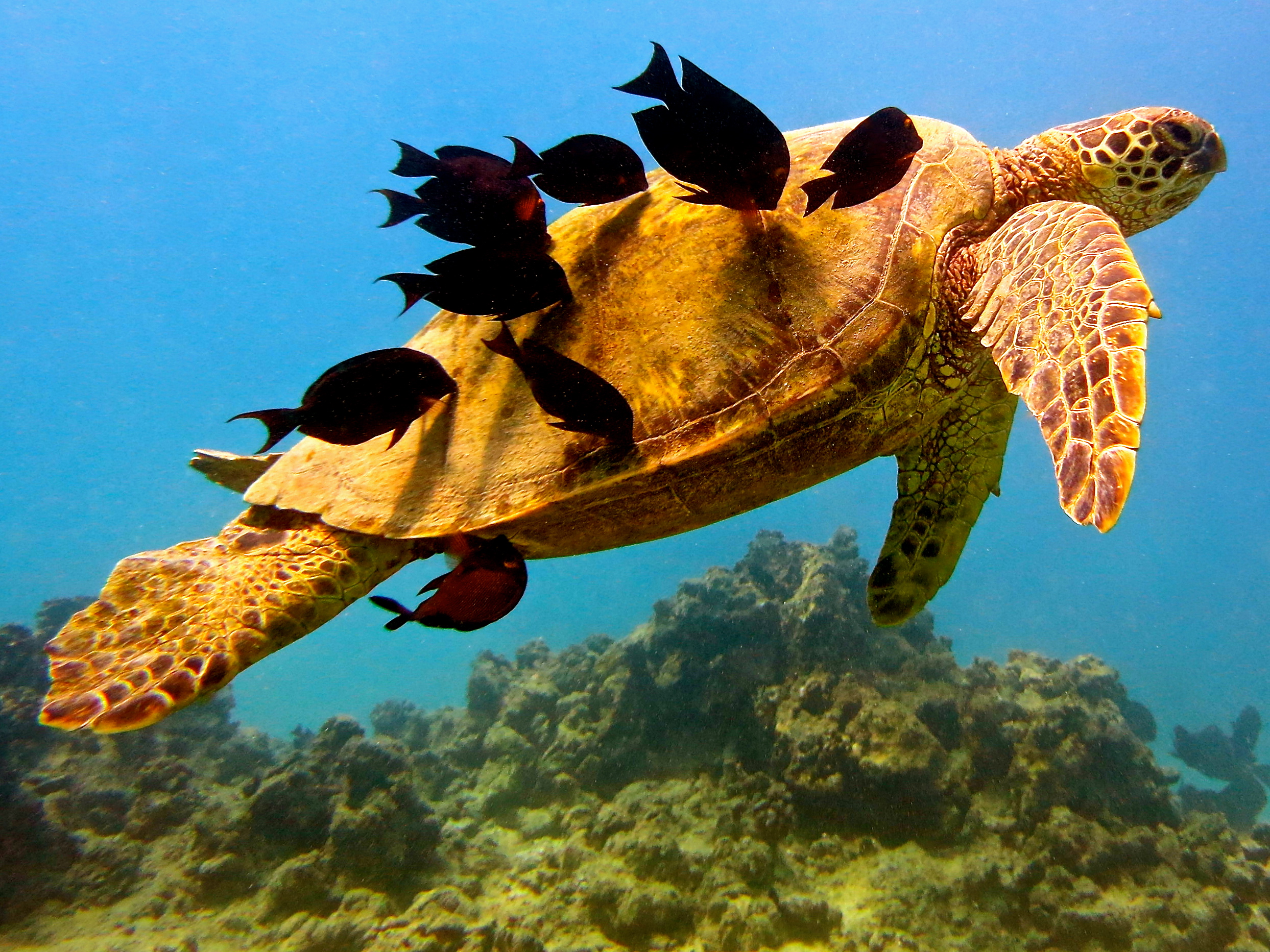 Turtle Spa Day by Sarah Kalifus